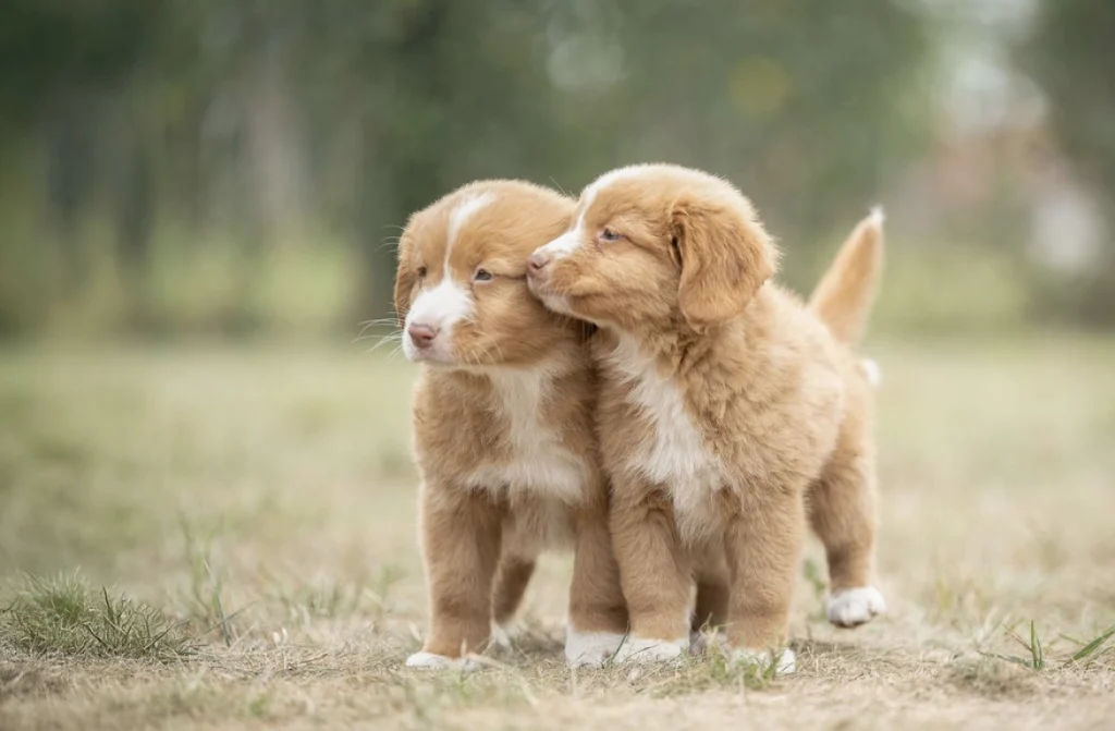 twee-toller-pups-knuffelend-in-gras