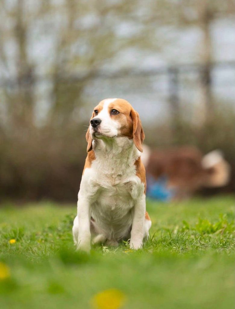 Reu Bizon Beagle