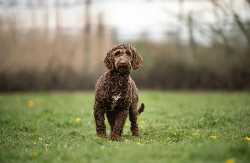 Labradoodle bij Noble Dogs